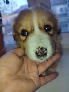 Дуже красива дівчинка з рябеньким носиком і хвостиком як в зайчика