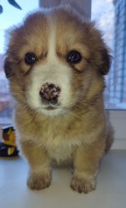 Дуже красива дівчинка з рябеньким носиком і хвостиком як в зайчика