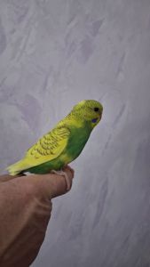 Волнистые попугайчики