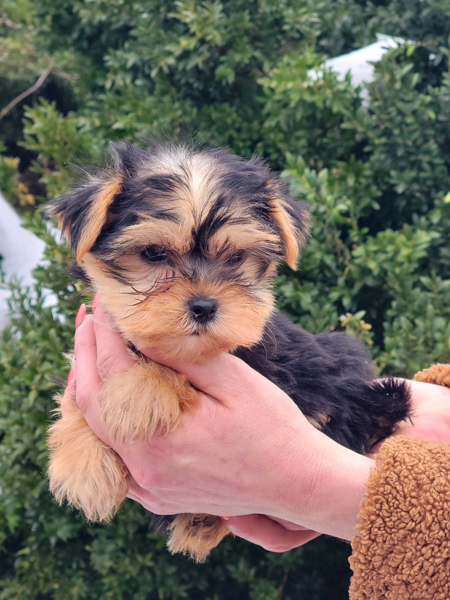 Дівчинка йорк