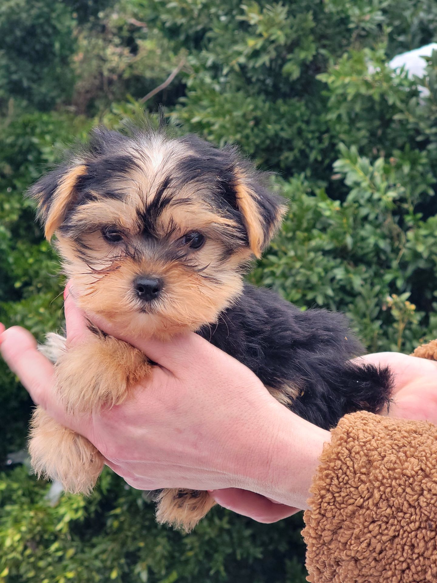 Дівчинка йорк