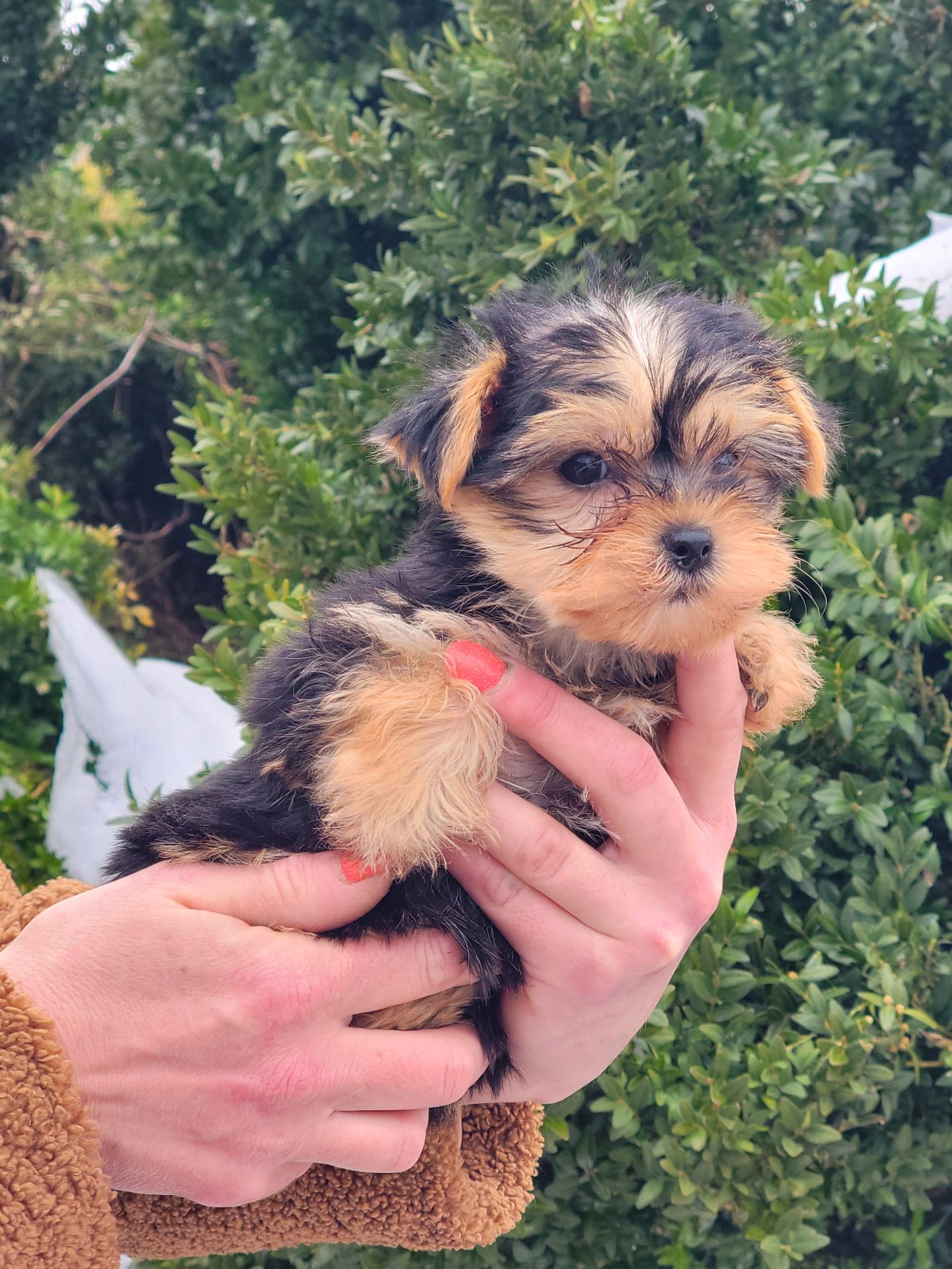 Дівчинка йорк