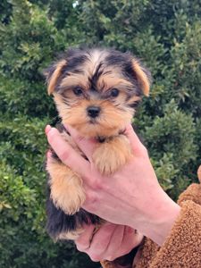 Дівчинка йорк