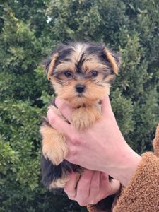 Дівчинка йорк