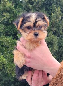 Дівчинка йорк