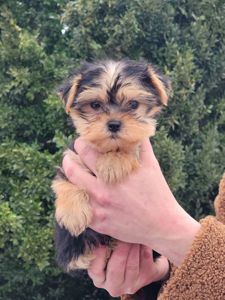 Дівчинка йорк