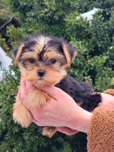 Дівчинка йорк