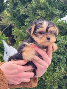 Дівчинка йорк