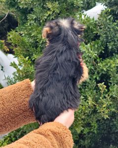 Дівчинка йорк