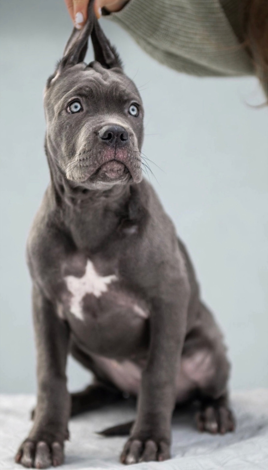 Цуценята Кане Корсо. Документи КСУ