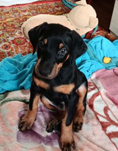 Продам щенков породы доберман