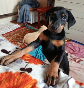 Продам щенков породы доберман