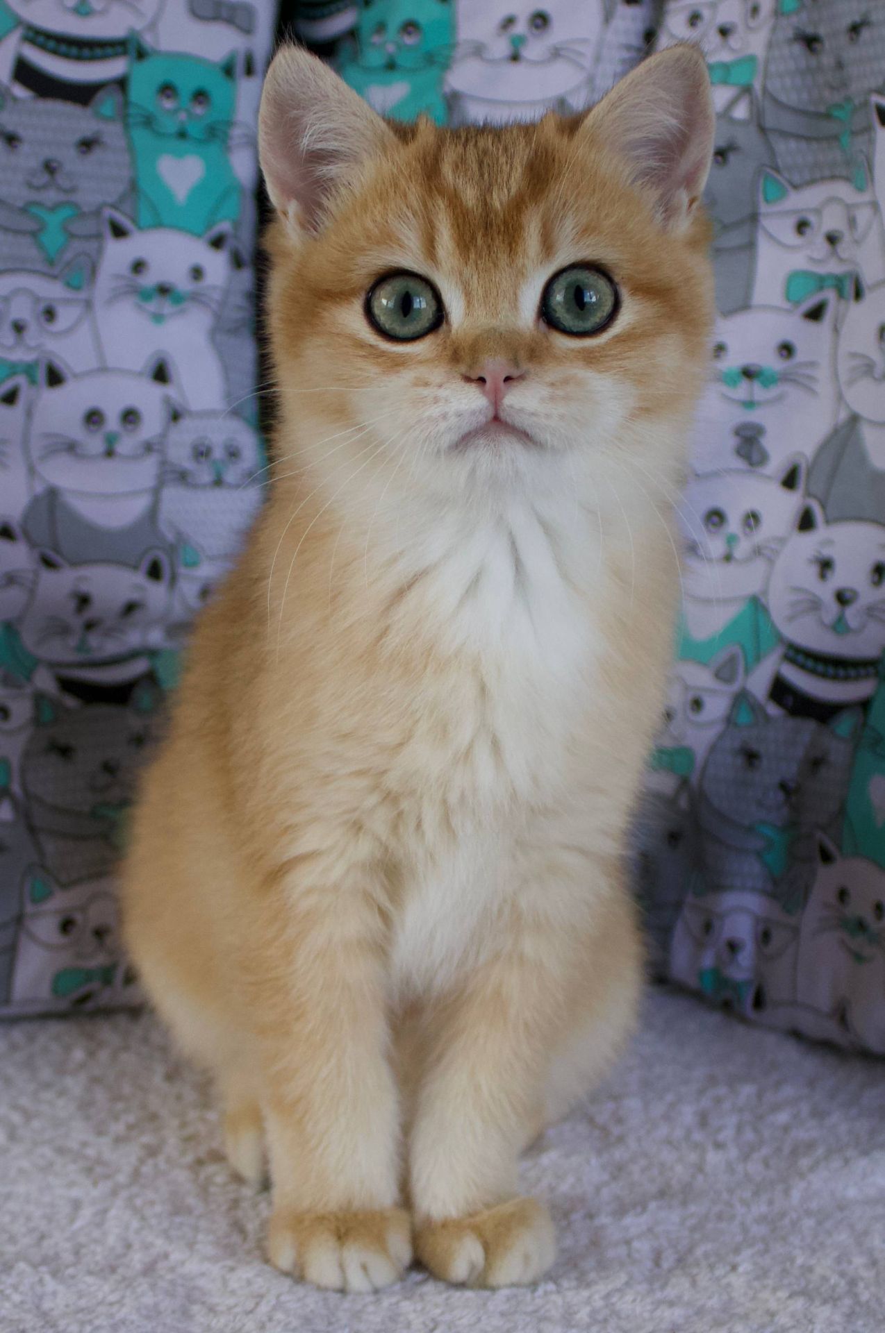 Британець кошеня