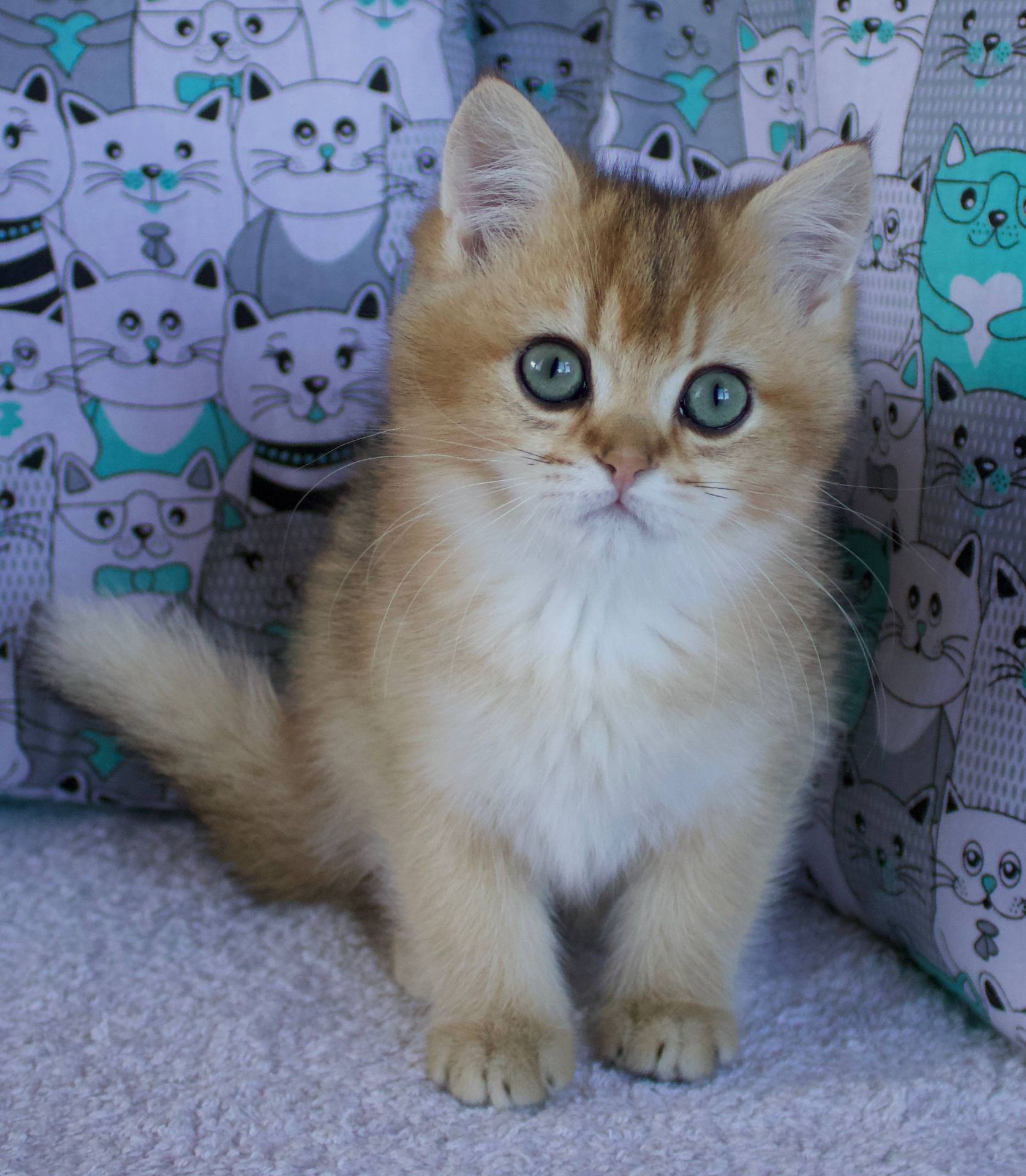 Кошеня Британської Шиншили