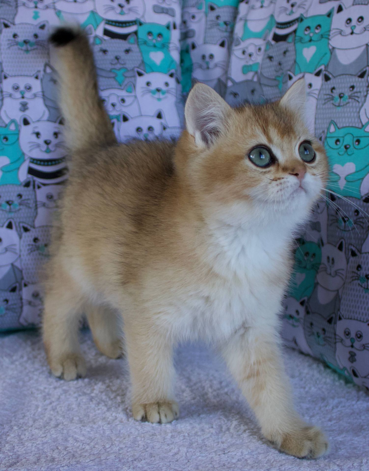 Кошеня Британської Шиншили