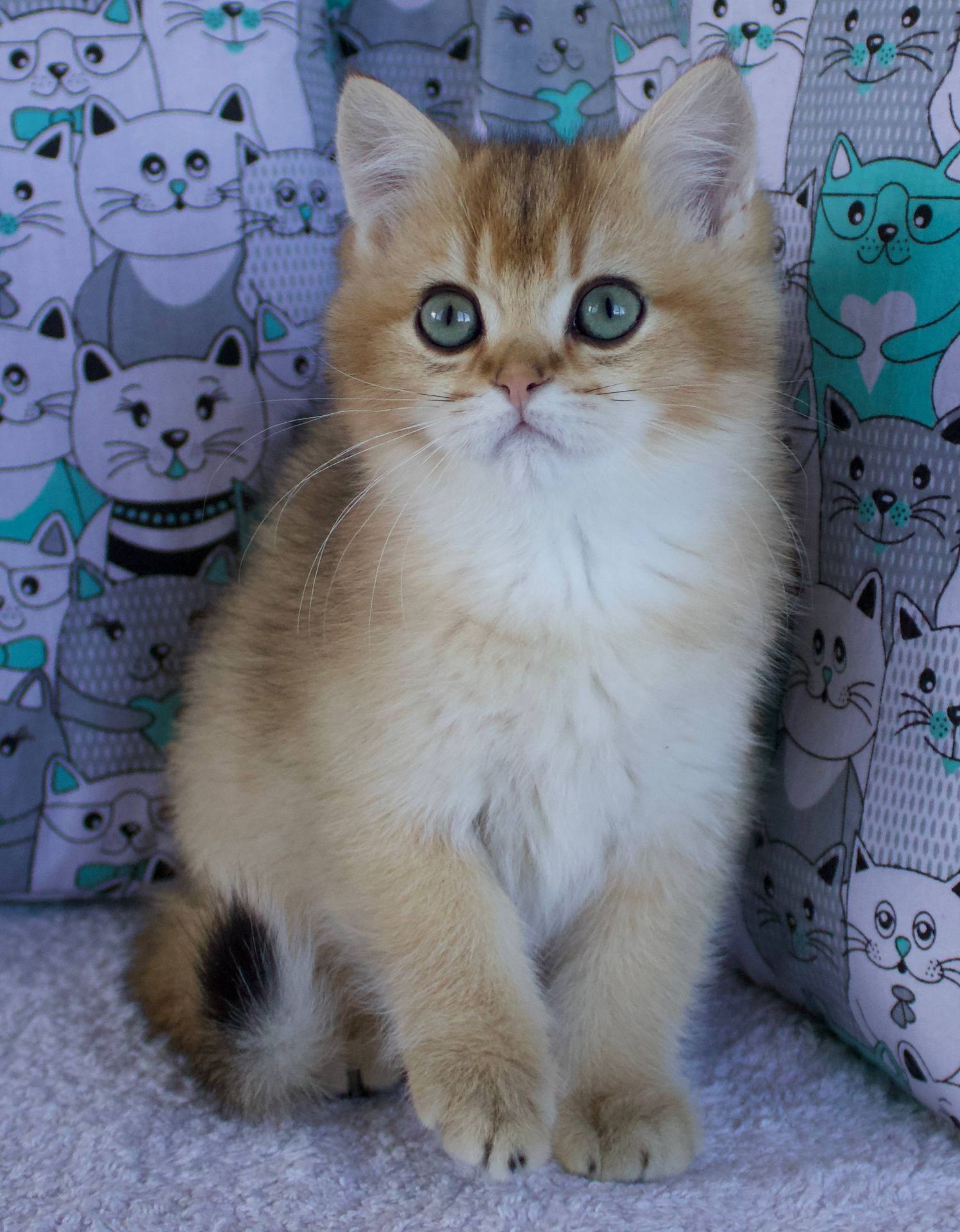 Кошеня Британської Шиншили