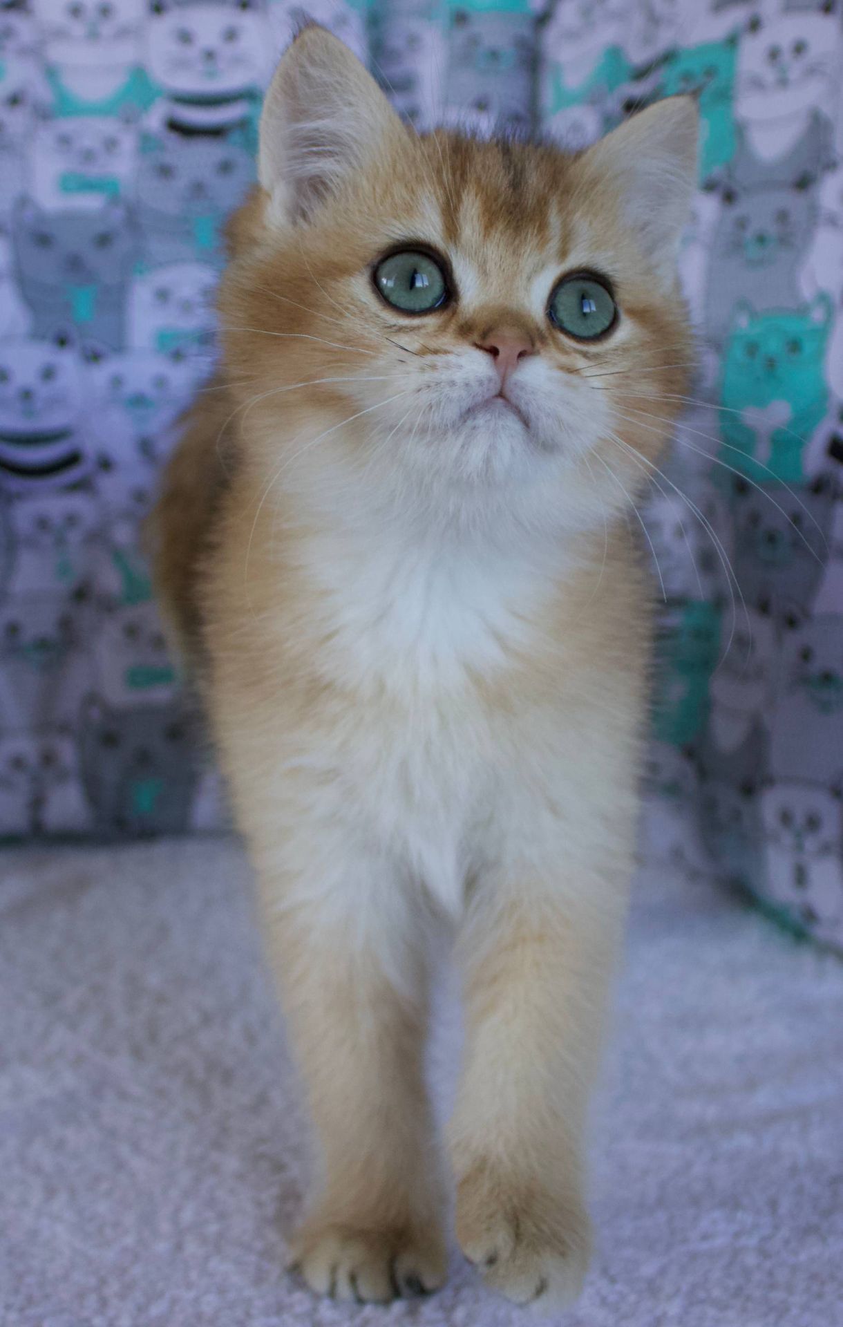 Кошеня Британської Шиншили