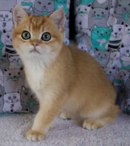 Британець кошеня