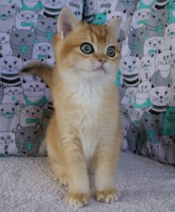 Британець кошеня