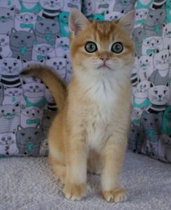 Британець кошеня