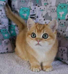 Британець кошеня