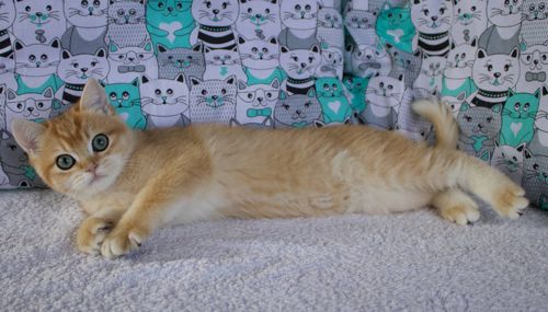 Британець кошеня