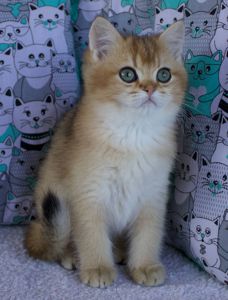 Кошеня Британської Шиншили