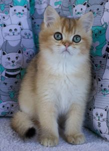 Кошеня Британської Шиншили