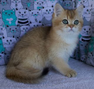 Кошеня Британської Шиншили