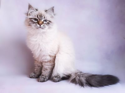 Невська маскарадна дівчинка з документами Blanche