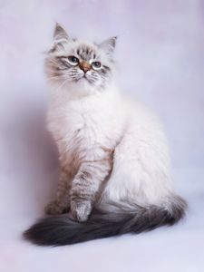 Невська маскарадна дівчинка з документами Blanche