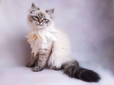 Невська маскарадна дівчинка з документами Blanche