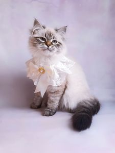 Невська маскарадна дівчинка з документами Blanche