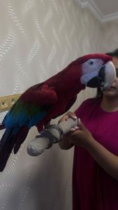 Красный попугай ара ручной и говорящий
