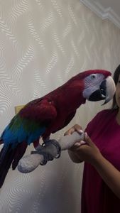 Красный попугай ара ручной и говорящий