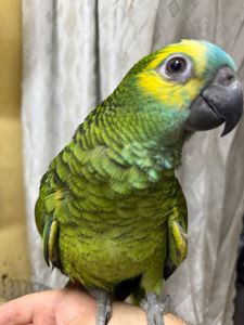 Говорящий та ручний папуга Амазон викормиш