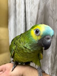 Говорящий та ручний папуга Амазон викормиш