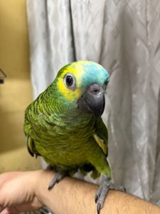 Говорящий та ручний папуга Амазон викормиш