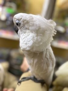 Білий какаду малюк пташенятко
