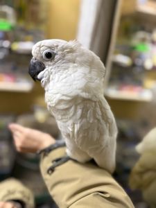 Білий какаду малюк пташенятко