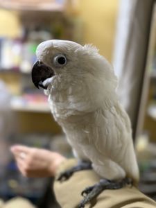 Білий какаду малюк пташенятко