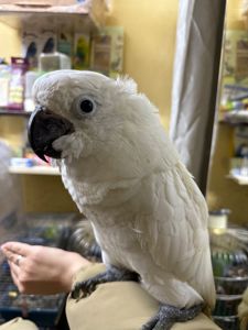 Білий какаду малюк пташенятко