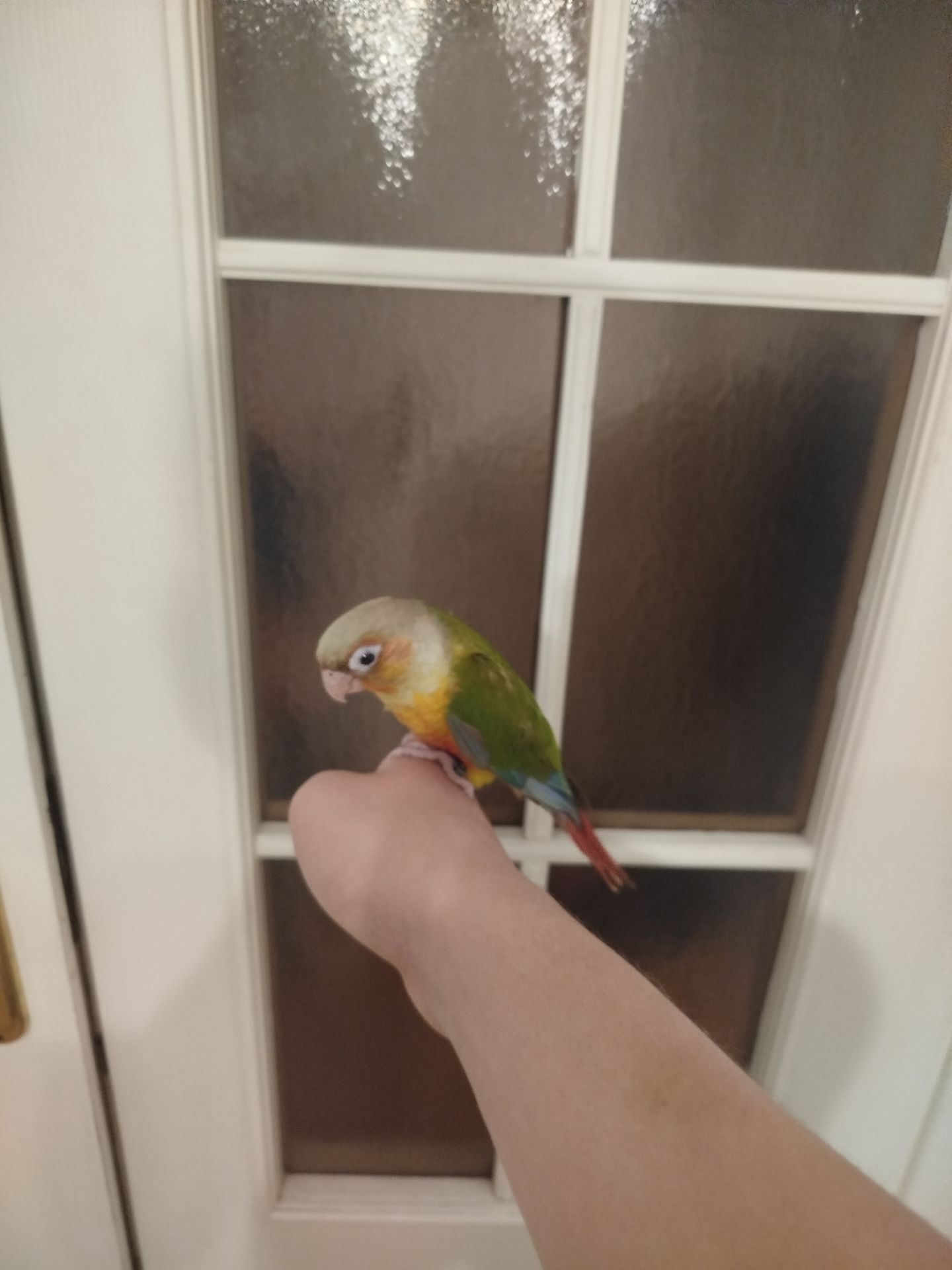 Продам ручних викормишей пірури