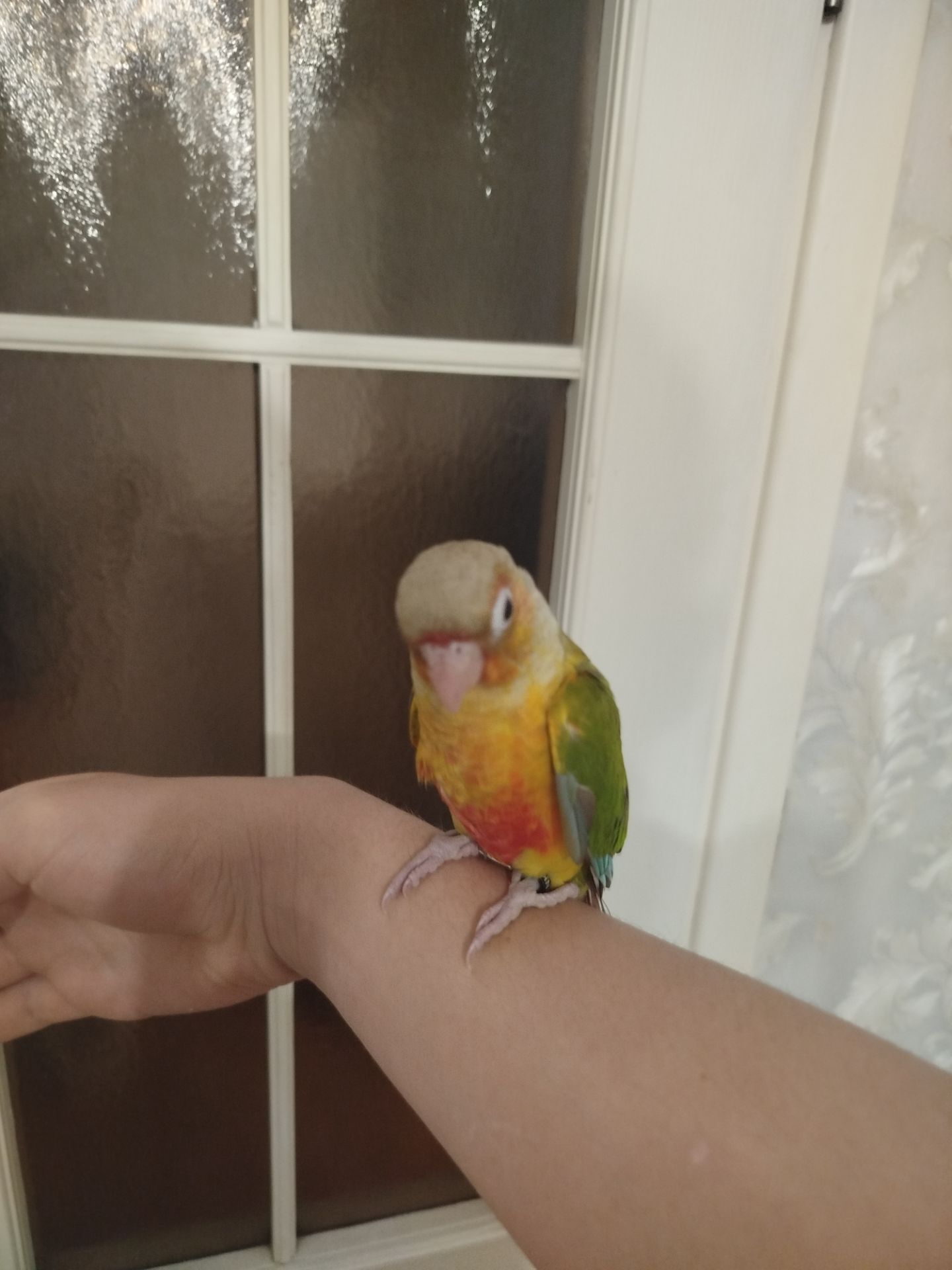 Продам ручних викормишей пірури