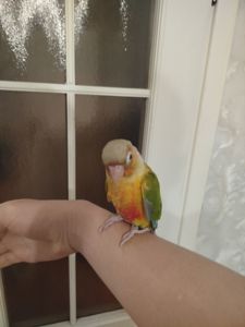 Продам ручних викормишей пірури