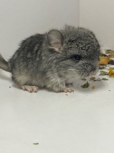 Шиншиллы малыши для брони