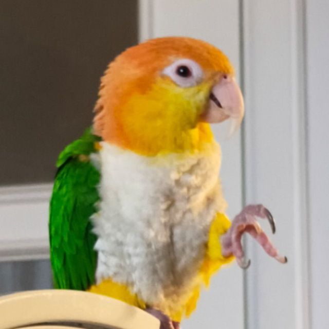 Продам ручних пташенят каїка