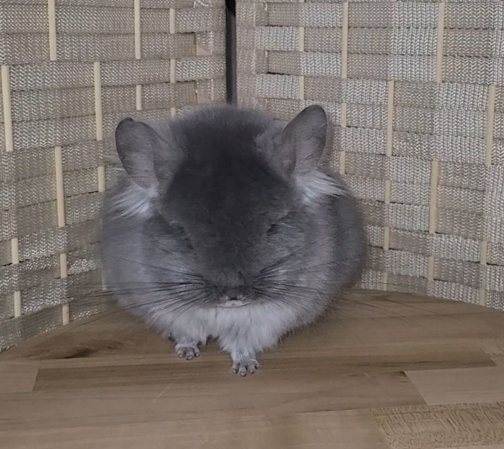 Фiолетова оксамитова ангора