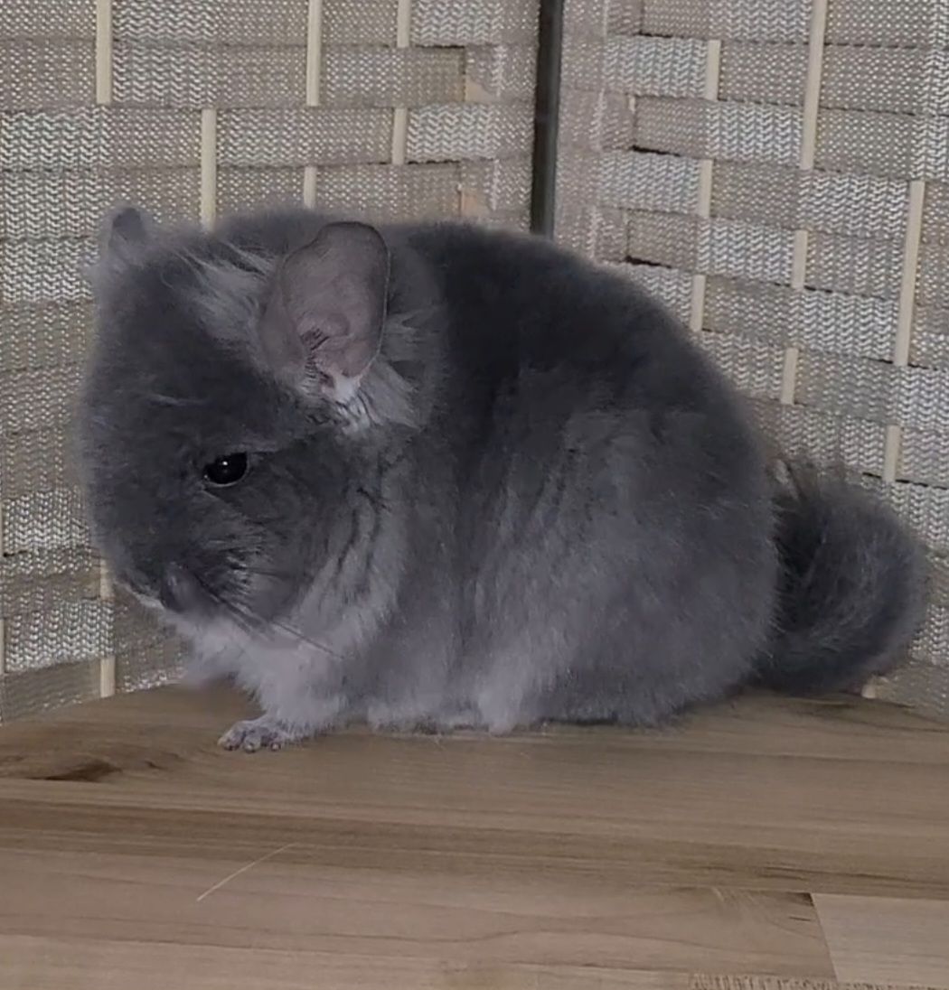 Фiолетова оксамитова ангора