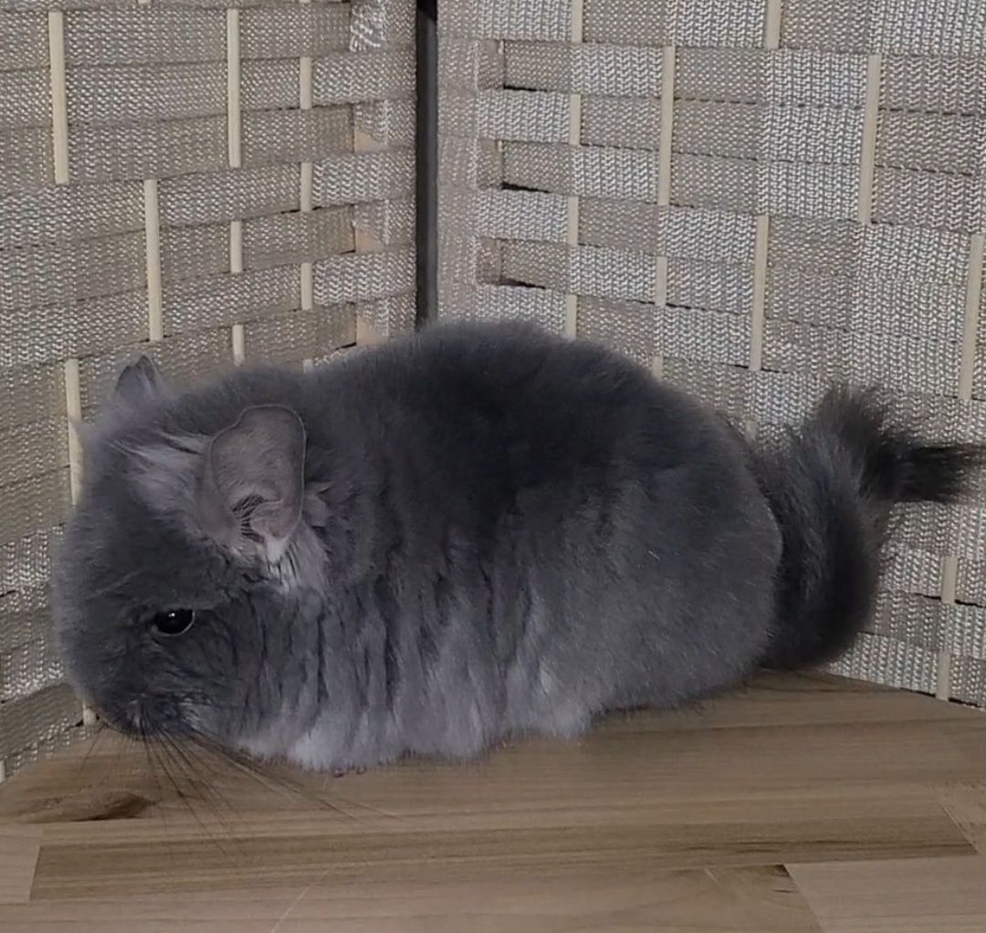 Фiолетова оксамитова ангора